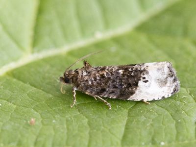 Gewone witvlakbladroller / Marbled Orchard Tortrix / Hedya nubiferana