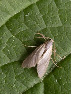 Duikermot / Acentria ephemerella