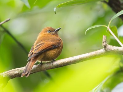 Cinnamon Flycatcher / Kaneeltiran / Pyrrhomyias cinnamomeus