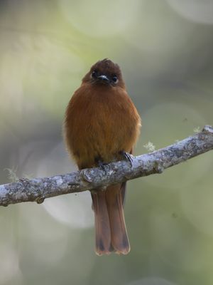 Cinnamon Flycatcher / Kaneeltiran / Pyrrhomyias cinnamomeus