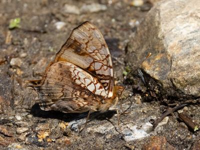 Orange admiral / Hypanartia lethe