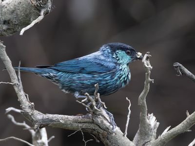 Black-capped Tanager / Heines Tangare / Stilpnia heinei