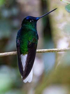White-tailed Starfrontlet / Witstaartincakolibrie / Coeligena phalerata