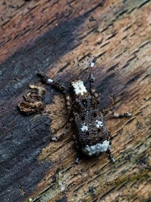 Grootkopsnuittor / Platystomos albinus
