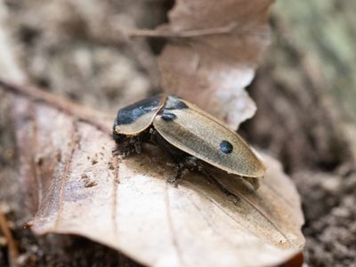 Rupsenaaskever / Dendroxena quadrimaculata