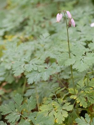 Gebroken hartje / Dicentra formosa 
