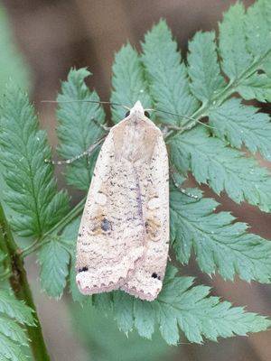 Huismoeder / Large Yellow Underwing / Noctua pronuba