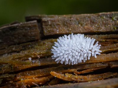 Myxomycetes / Slijmzwammen