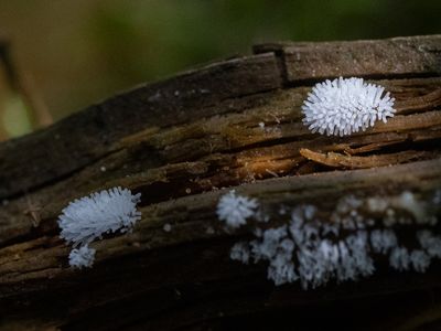 Gewoon ijsvingertje / Ceratiomyxa fruticulosa
