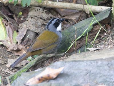 Sierra Nevada Brushfinch / Bangs' struikgors / Arremon basilicus