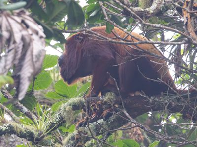 Colombian red howler / Rode brulaap / Alouatta seniculus