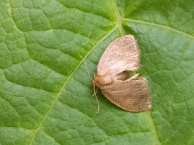 Kleine slakrups / Triangle / Heterogenea asella