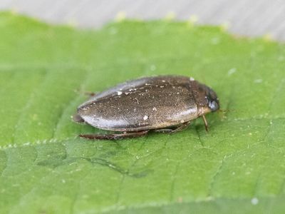 Slijktor / Rhantus suturalis