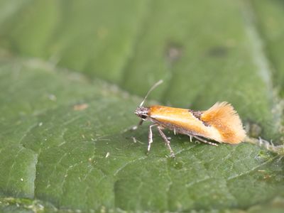 Kleine mosboorder / Lesser Tawny Crescent / Batia lunaris