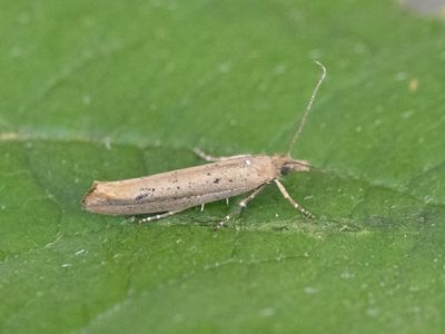 Variabele spitskopmot / Ypsolopha ustella