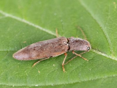 Stenagostus rhombeus