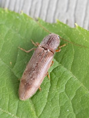 Stenagostus rhombeus