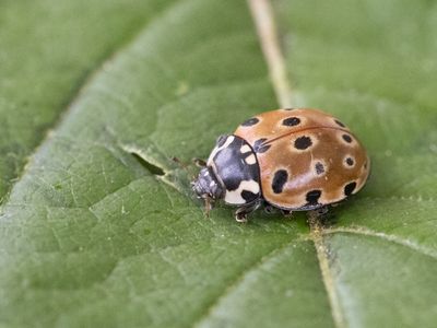Oogvleklieveheersbeestje / Anatis ocellata