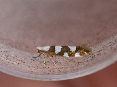 Sierlijke pedaalmot / Argyresthia brockeella