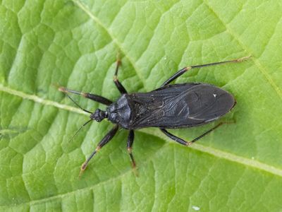 Gemaskeerde roofwants / Reduvius personatus