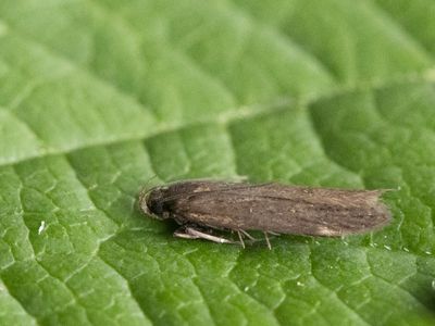 Wondklaverpalpmot / Aproaerema anthyllidella