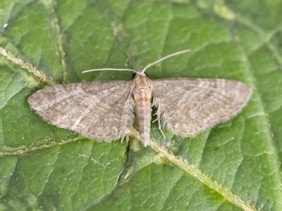 Bosrankdwergspanner / Eupithecia haworthiata