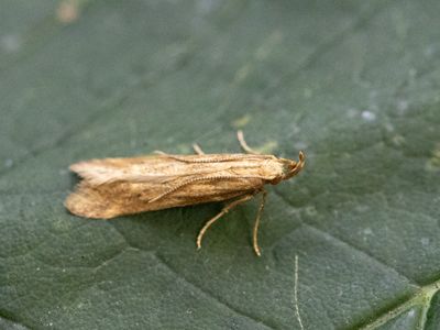 Klispalpmot / Metzneria lappella