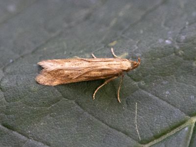 Klispalpmot / Metzneria lappella