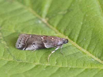 Roodstreepmutsjeslichtmot / Thicket Knot-horn / Acrobasis suavella