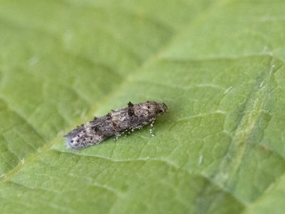 Wegedoornknopmot / Sorhagenia rhamniella