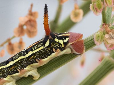 Gestreepte pijlstaart / Striped Hawk-moth / Hyles livornica