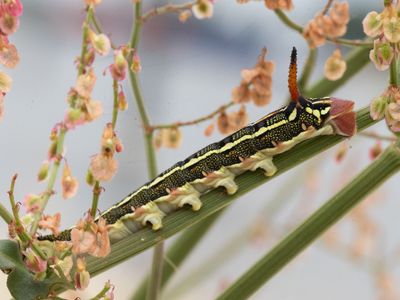 Gestreepte pijlstaart / Striped Hawk-moth / Hyles livornica
