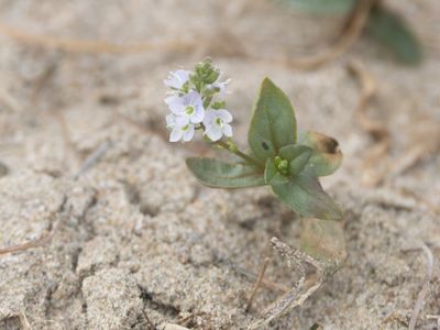 Blauwe waterereprijs / Veronica anagallis-aquatica