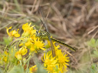 Rivierrombout / River Clubtail / Stylurus flavipes