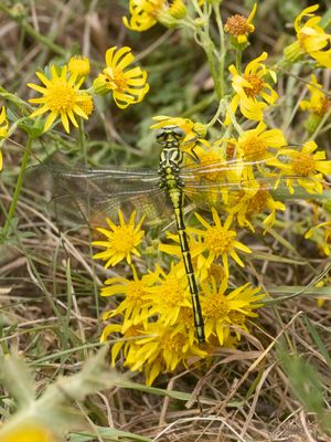 Rivierrombout / River Clubtail / Stylurus flavipes