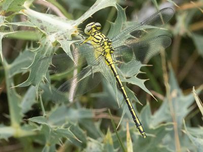 Rivierrombout / River Clubtail / Stylurus flavipes