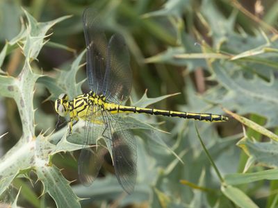 Rombouten / Clubtails / Gomphus