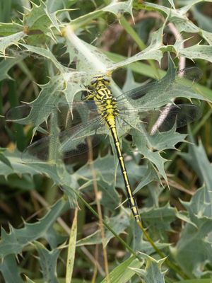 Rivierrombout / River Clubtail / Stylurus flavipes
