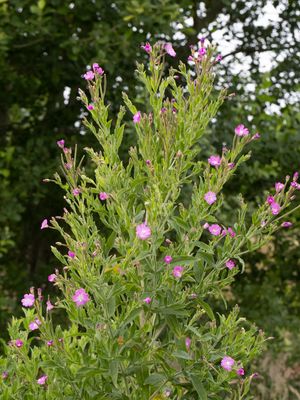 Harig wilgenroosje / Hairy Willowherb / Epilobium hirsutum