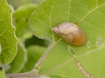 Gewone barnsteenslak / Succinea putris