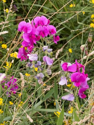 Brede lathyrus / Perennial Peavine / Lathyrus latifolius