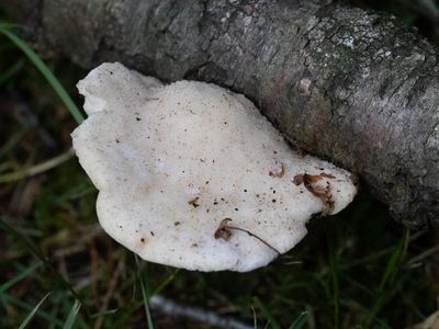 Tyromyces chioneus / Sneeuwwitte kaaszwam / White Cheese Polypore