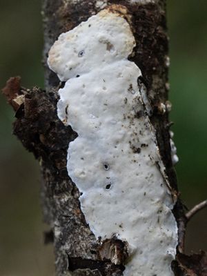 Skeletocutis nivea / Kleine kaaszwam