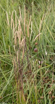 Kamgras / Crested Dog's-tail / Cynosurus cristatus