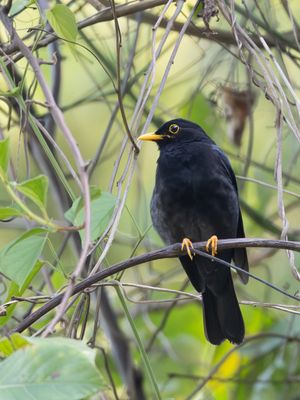 Yellow-legged Thrush / Geelpootlijster / Turdus flavipes