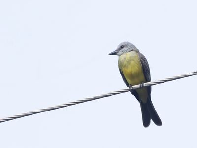 Tropical Kingbird / Tropische Koningstiran / Tyrannus melancholicus
