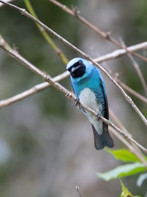 Swallow tanager / Zwaluwtangare / Tersina viridis