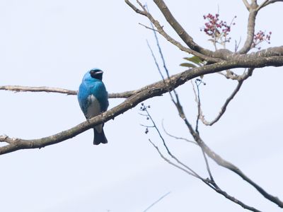 Swallow tanager / Zwaluwtangare / Tersina viridis