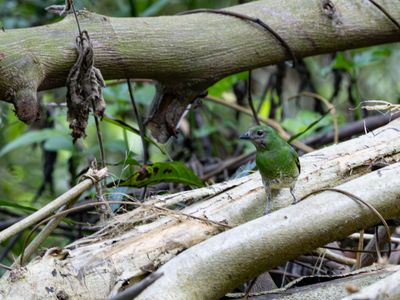 Swallow tanager / Zwaluwtangare / Tersina viridis