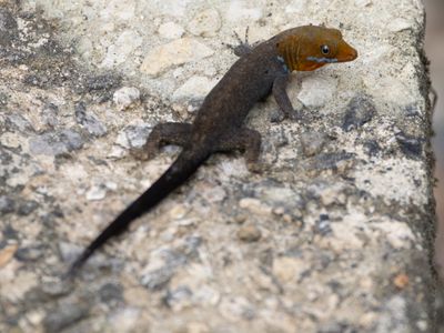 Geelkopdaggekko / Yellow-headed Gecko / Gonatodes albogularis